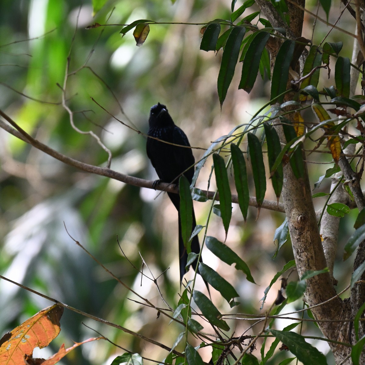 Greater Racket-tailed Drongo - ML647287734