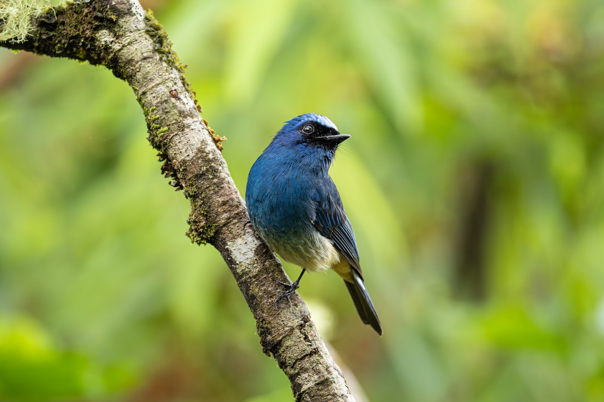 Indigo Flycatcher - ML647287738