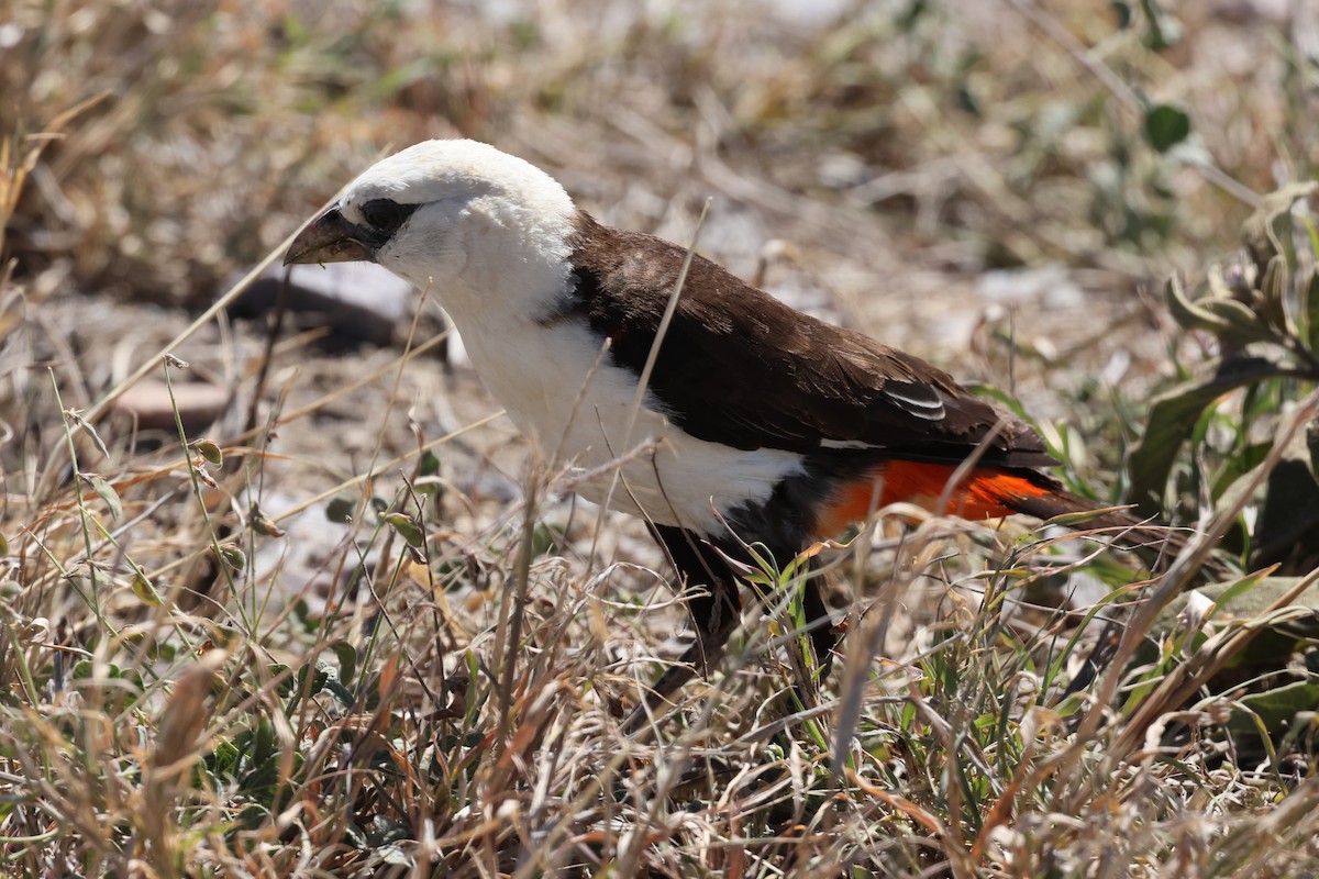 White-headed Buffalo-Weaver - ML647287739
