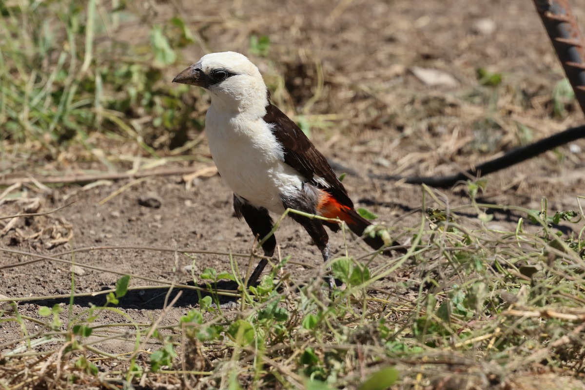 White-headed Buffalo-Weaver - ML647287740