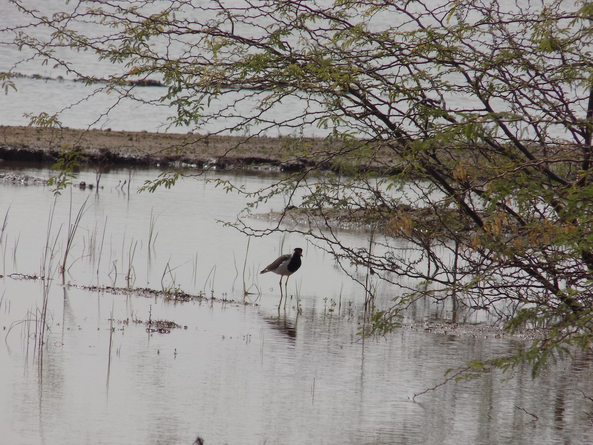 קיווית אדומת-משקפיים - ML647287741