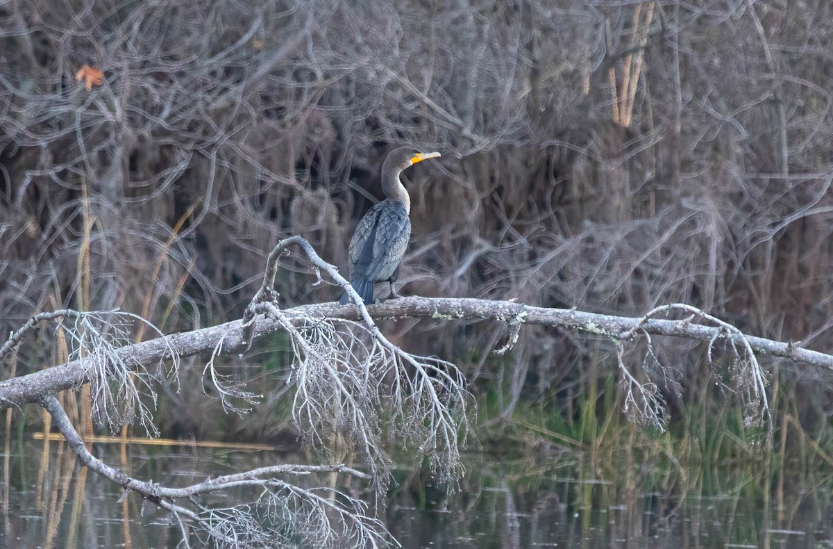 קורמורן אמריקני - ML647287742