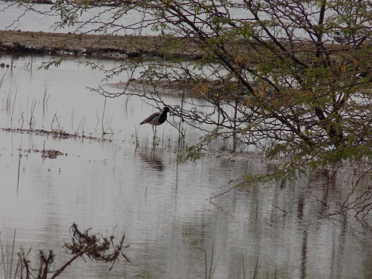 קיווית אדומת-משקפיים - ML647287743