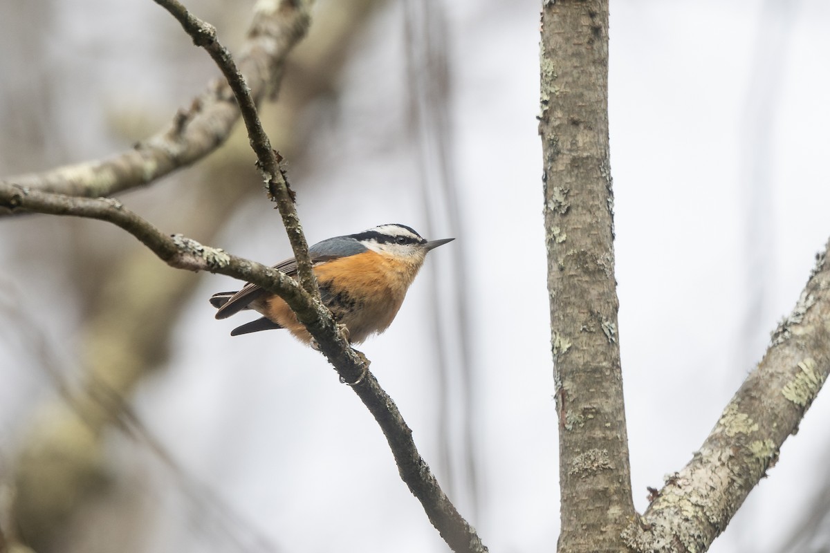 סיטה קנדית - ML647287745