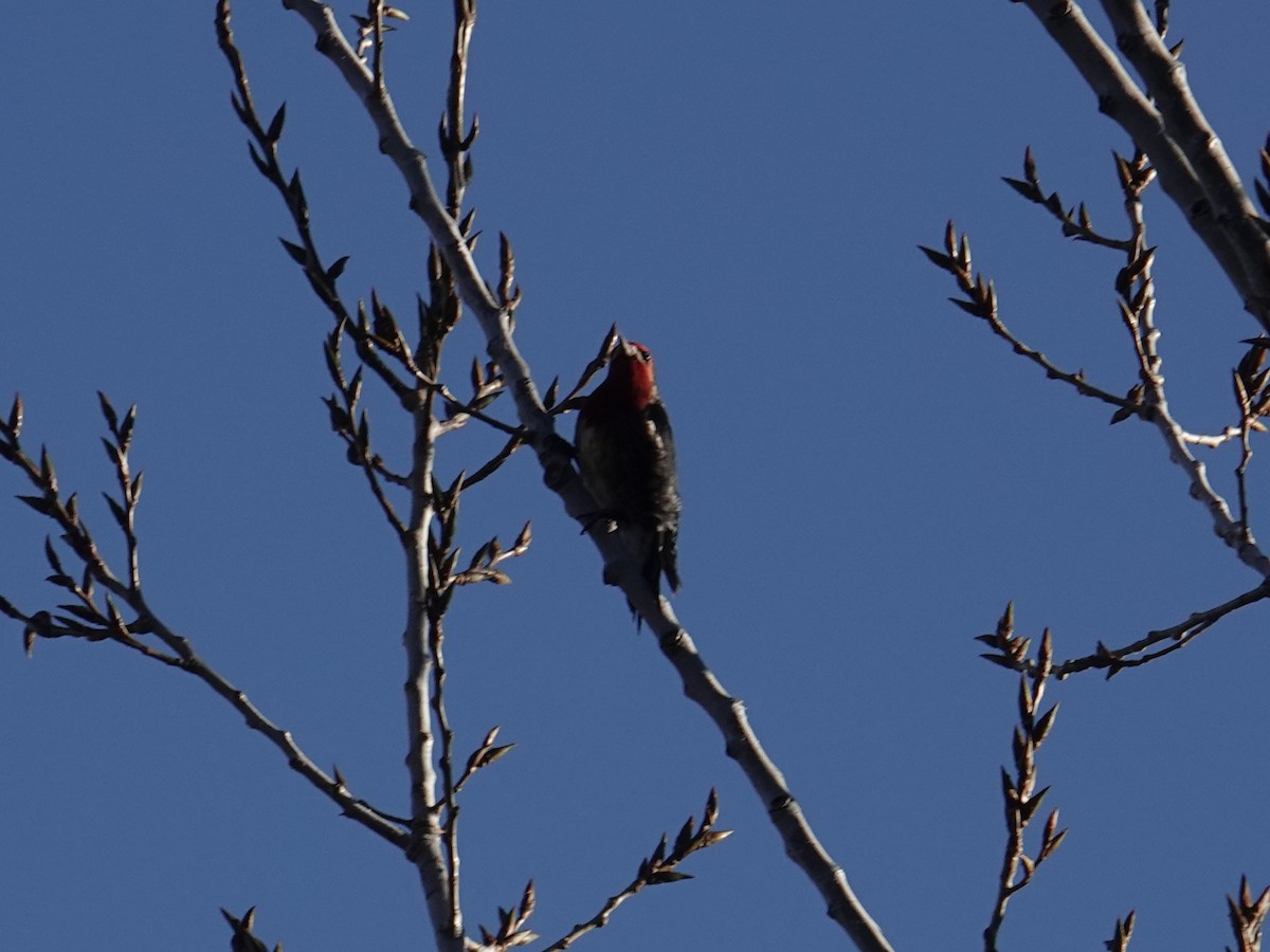 Red-breasted Sapsucker - ML647287746