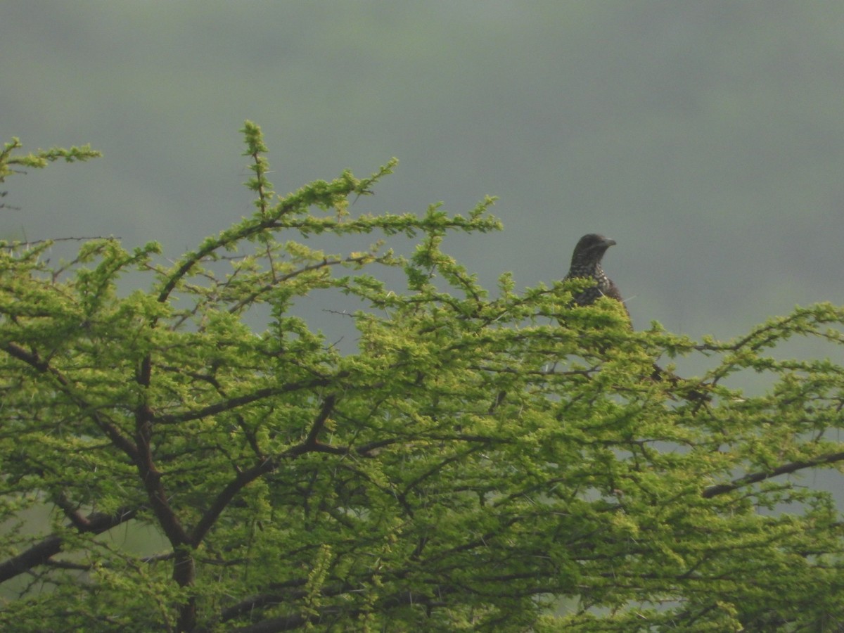 קואל אסייתי - ML647287748