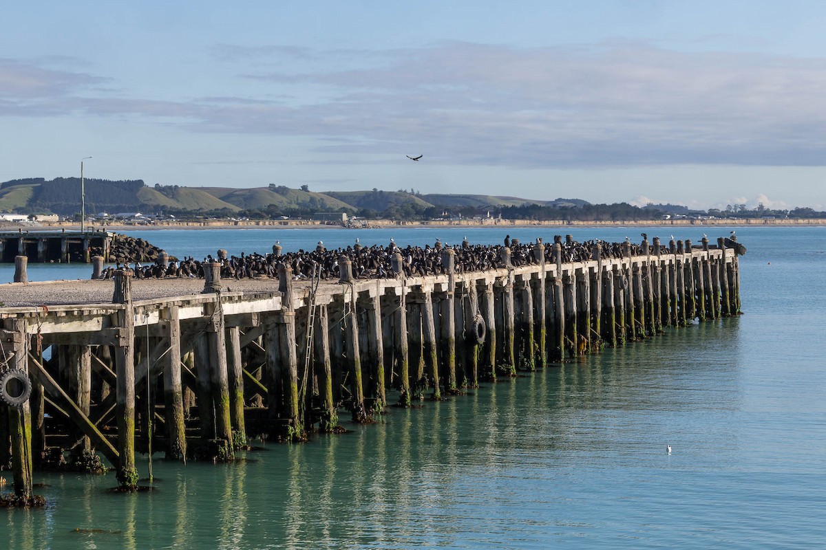 Stewart Island Shag (Otago) - ML647287749