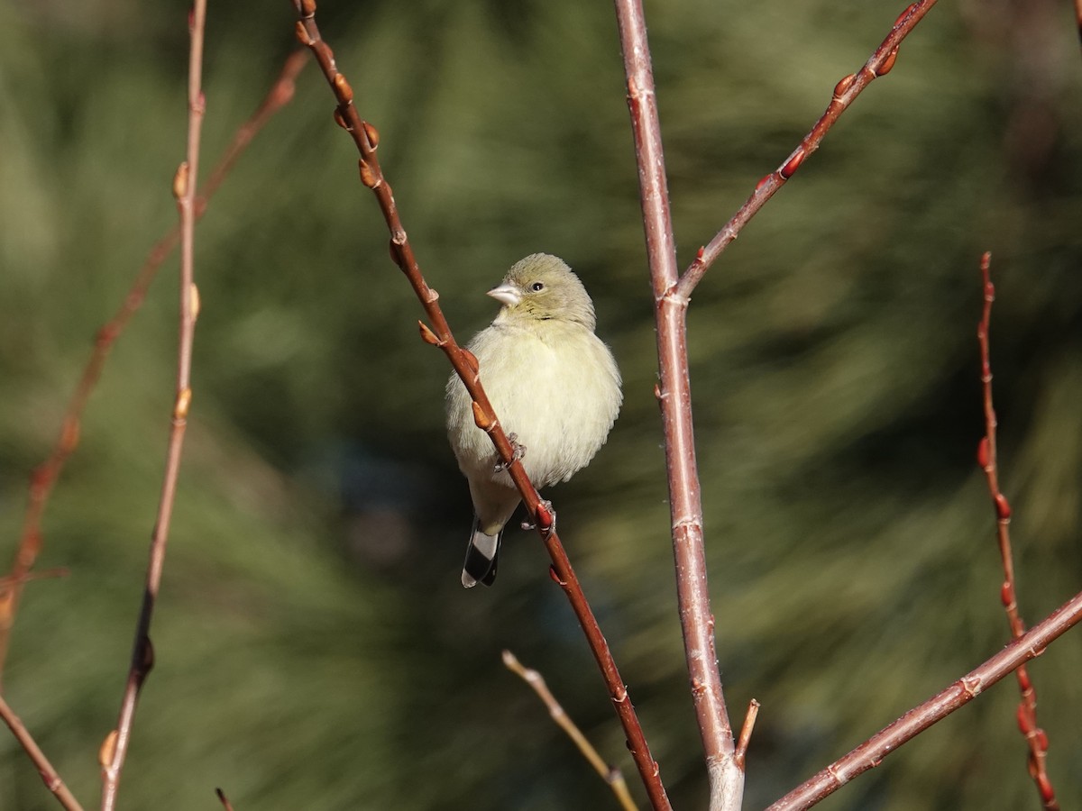 Lesser Goldfinch - ML647287750