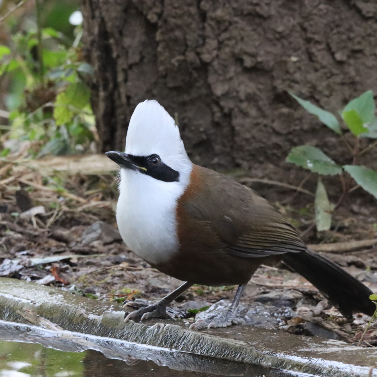 White-crested Laughingthrush - ML647287752