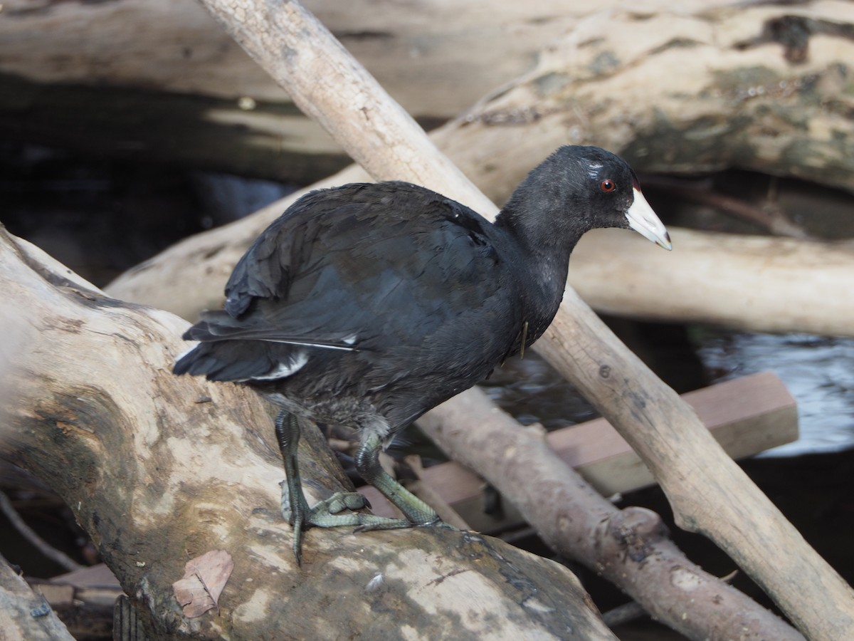 American Coot (Red-shielded) - ML647287754