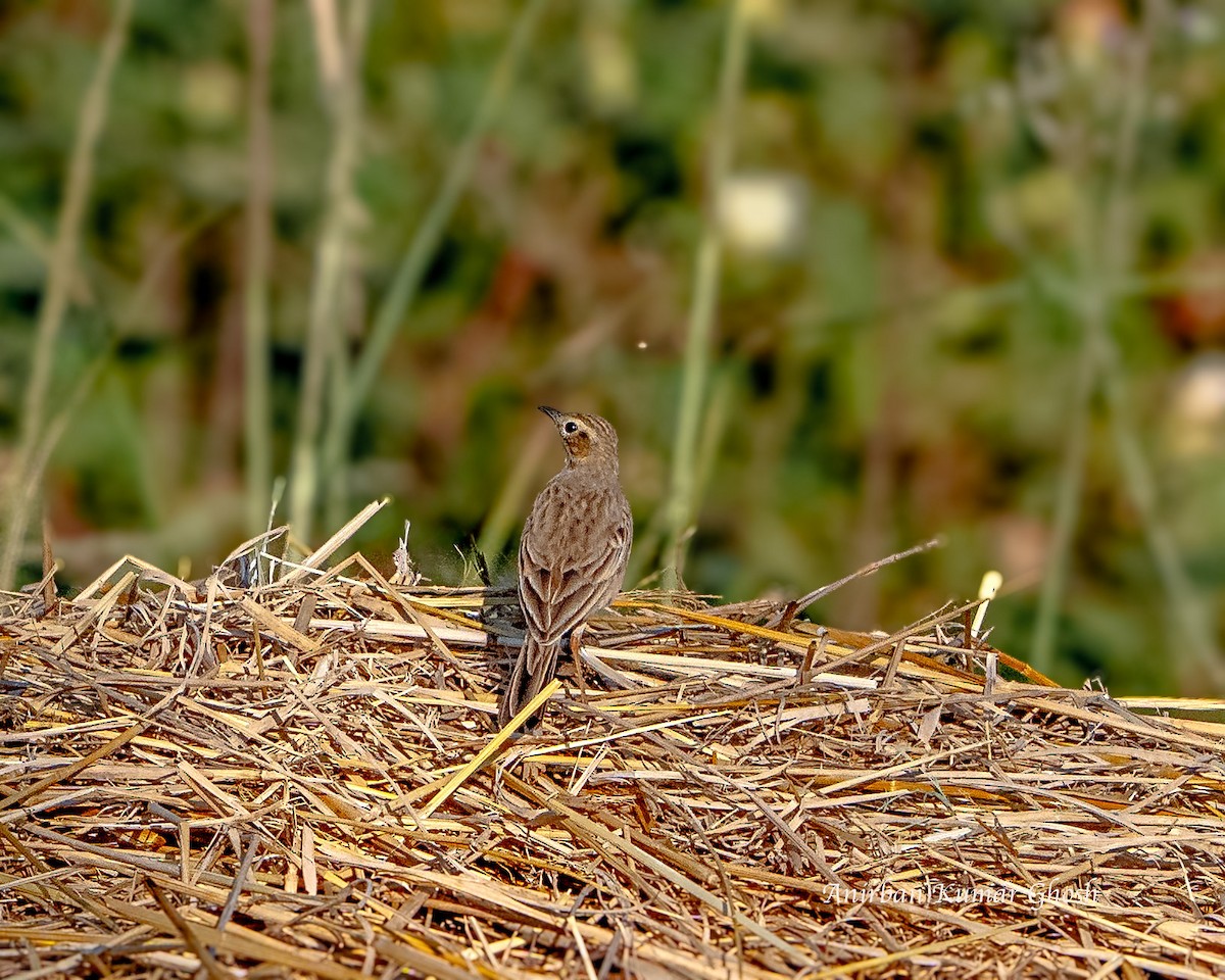 פפיון הודי - ML647287757