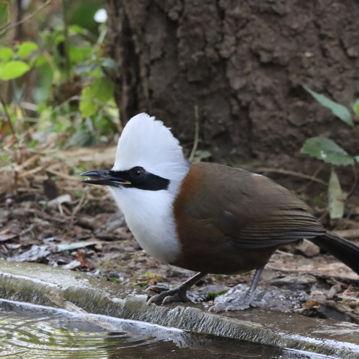 White-crested Laughingthrush - ML647287758