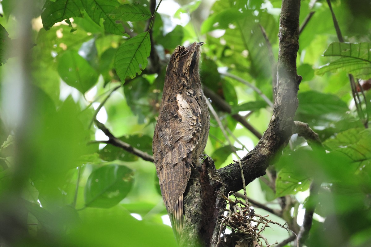 Long-tailed Potoo - ML647287759