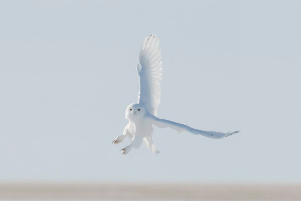 לילית שלג - ML647287761