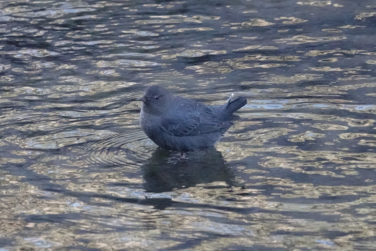 American Dipper - ML647287780