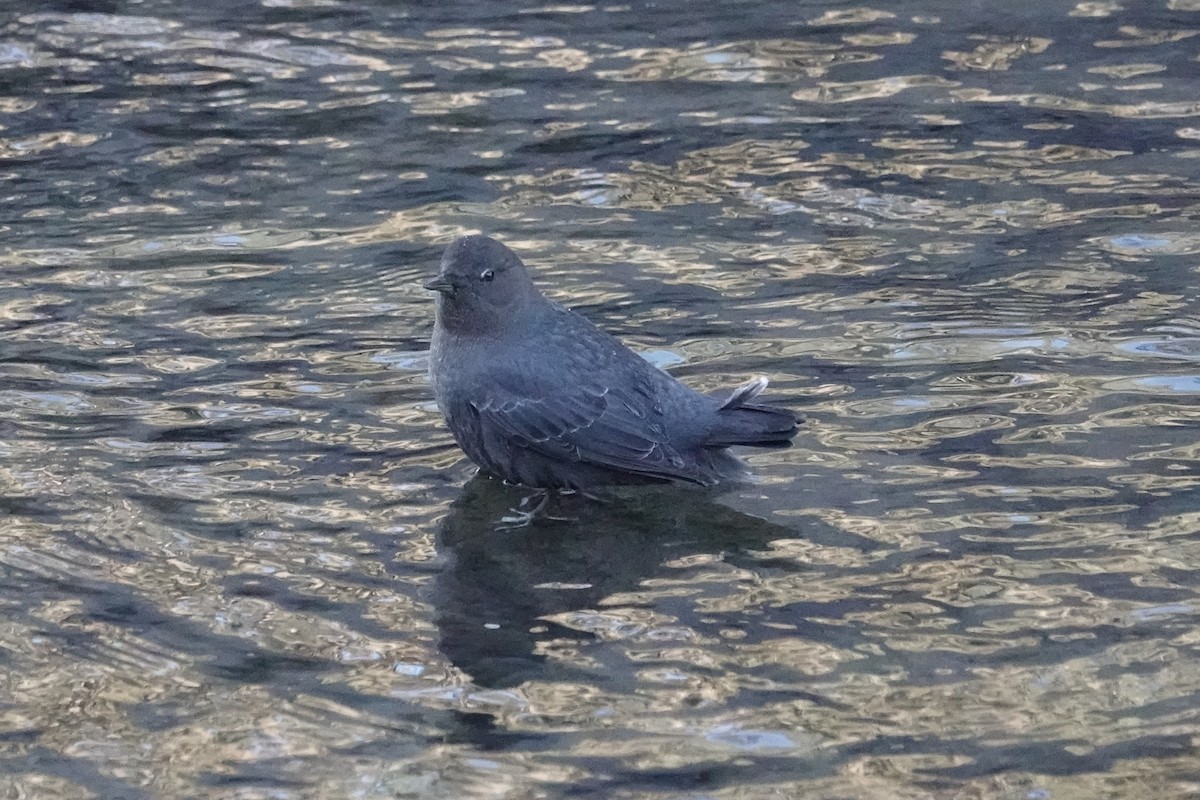 American Dipper - ML647287781