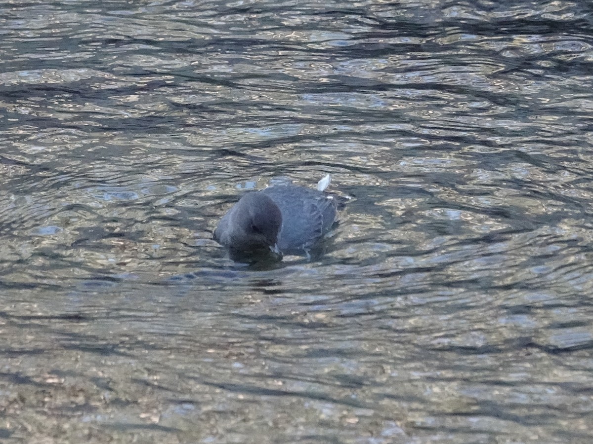 American Dipper - ML647287782