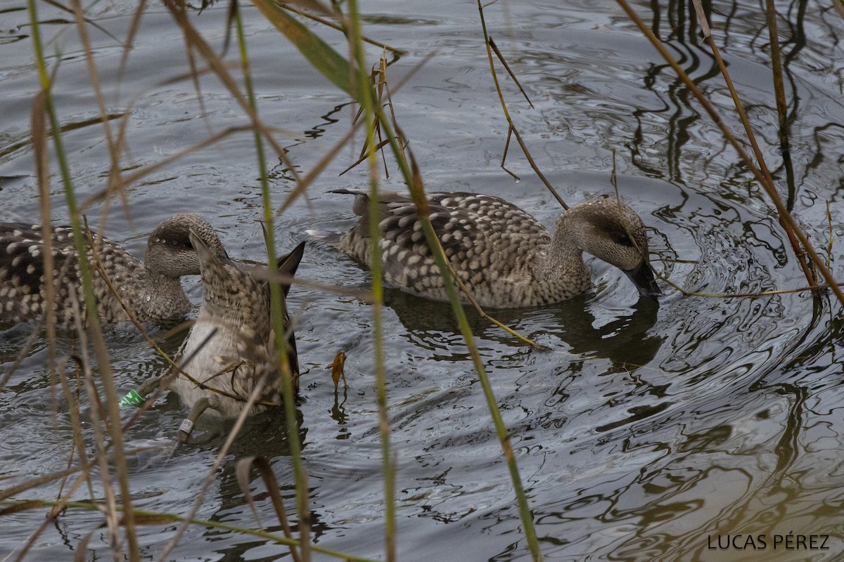 Marbled Duck - ML647287788