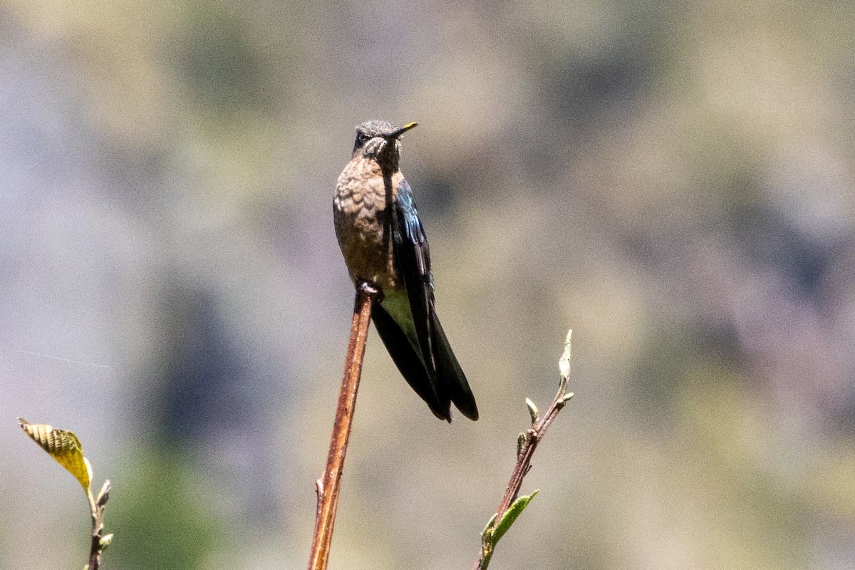 kolibřík velký - ML647287806