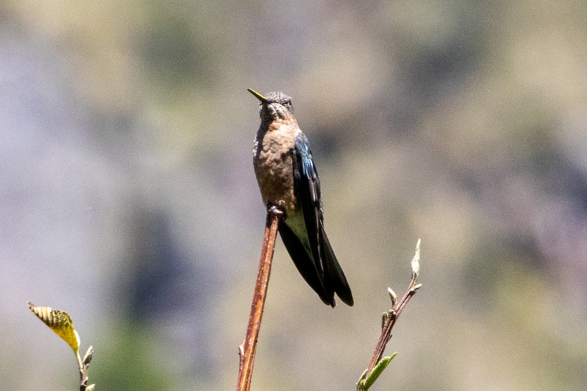 kolibřík velký - ML647287807