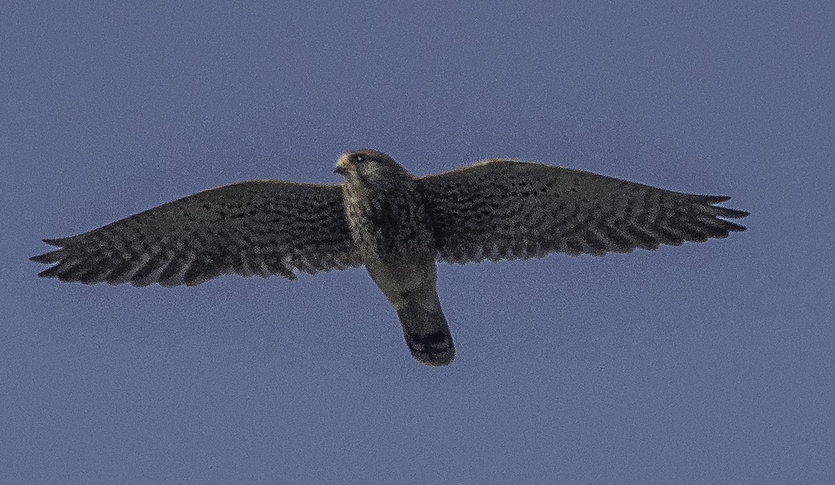 בז מצוי - ML647287809