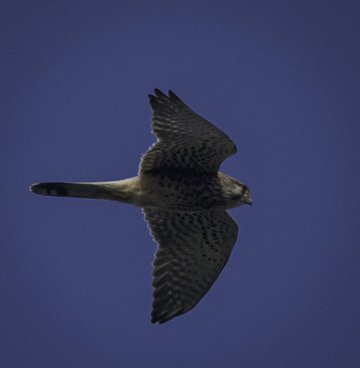 בז מצוי - ML647287810