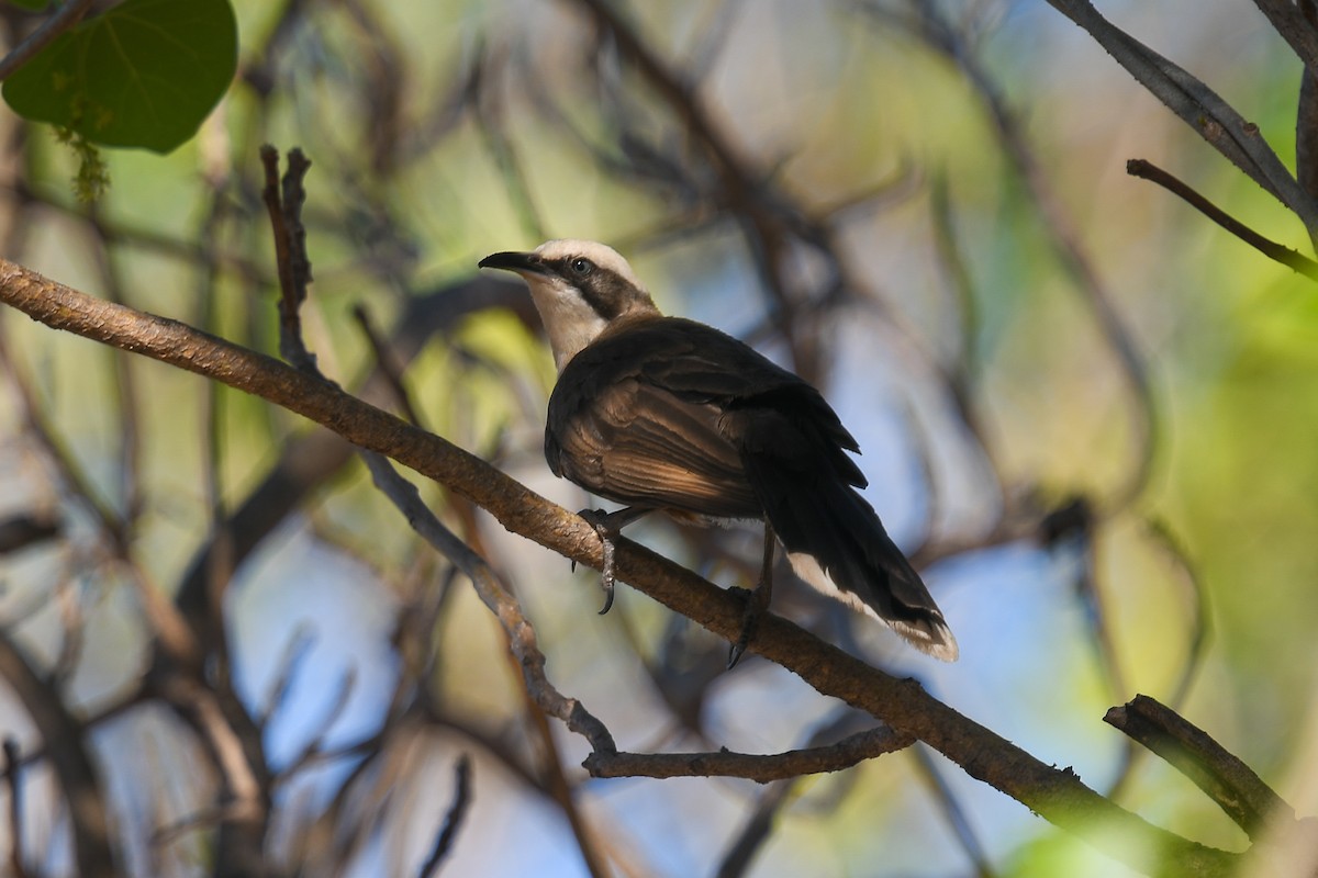 オーストラリアマルハシ - ML647287811