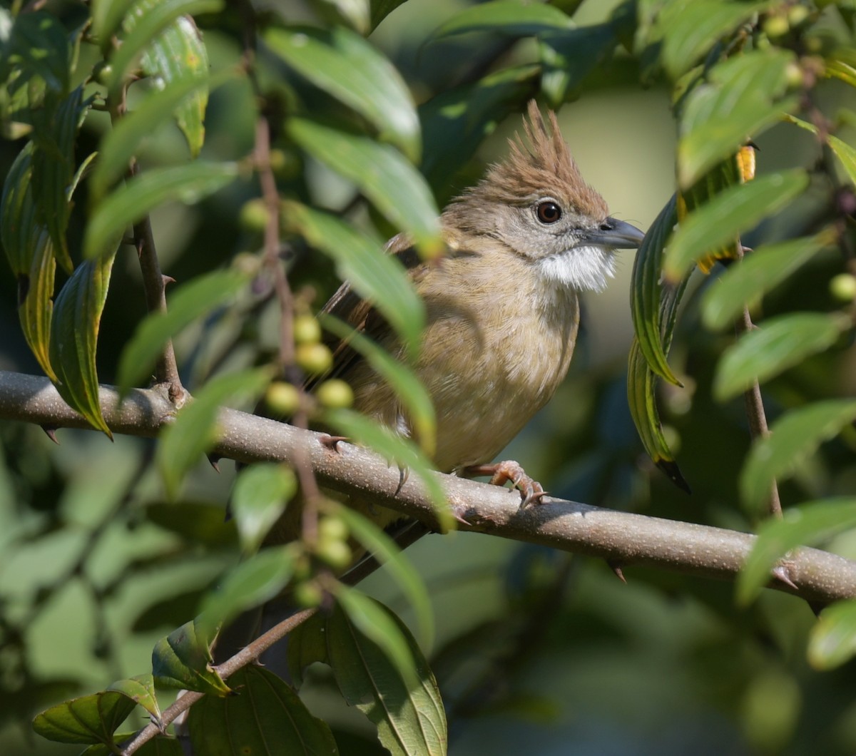 Ochraceous Bulbul - ML647287819