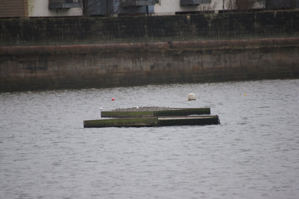 Bécasseau maubèche - ML647287830