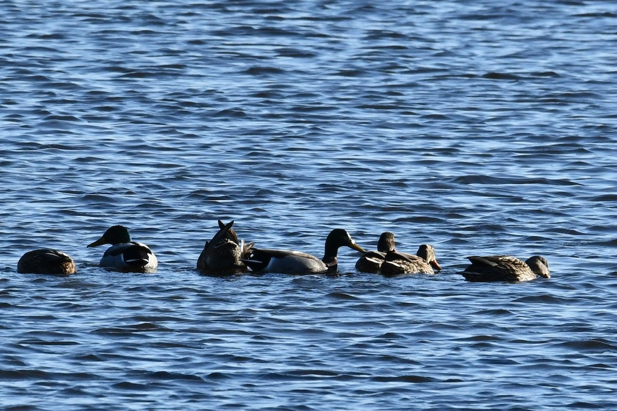 Yeşilbaş/Esmer Ördek - ML647287835