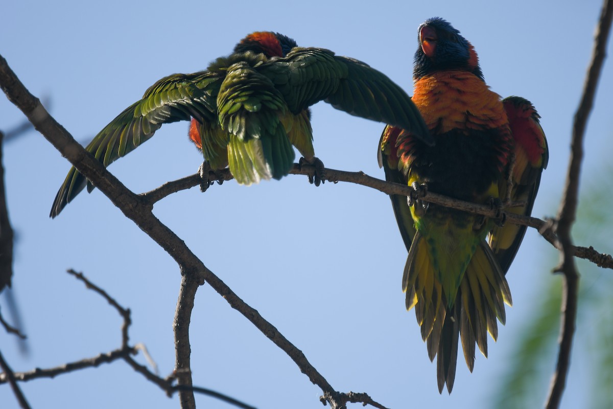 Red-collared Lorikeet - ML647287845