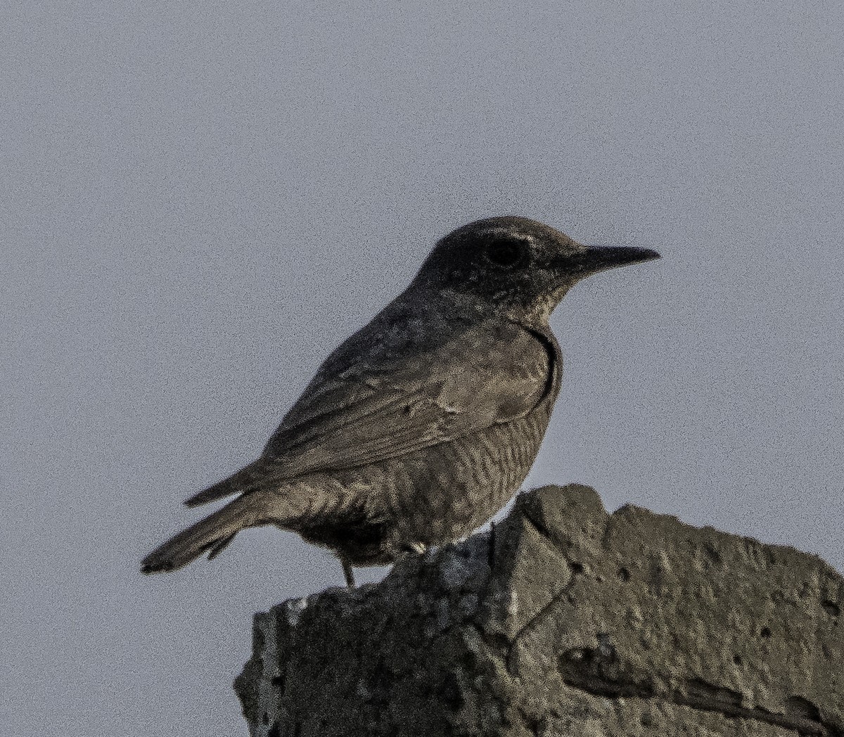 צוקית בודדת - ML647287854