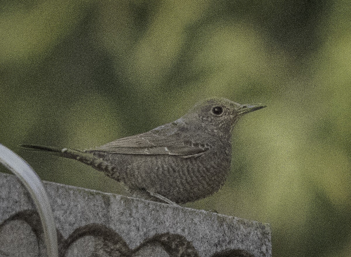צוקית בודדת - ML647287855