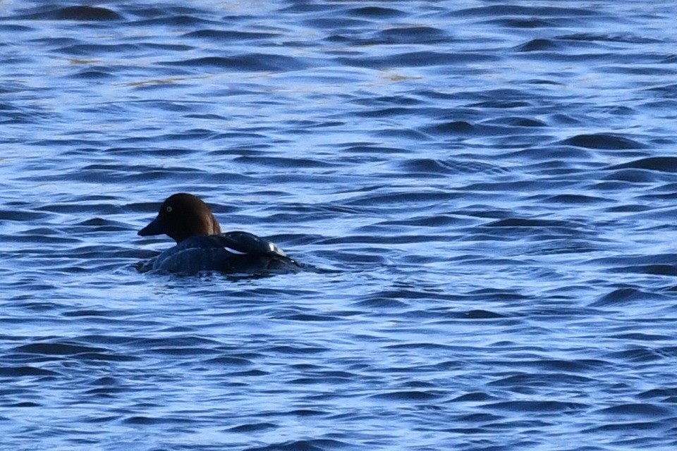 Altıngöz - ML647287860