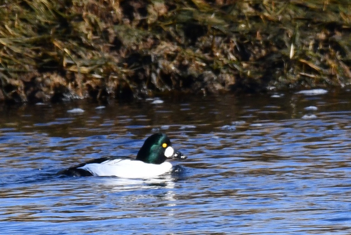 Altıngöz - ML647287861