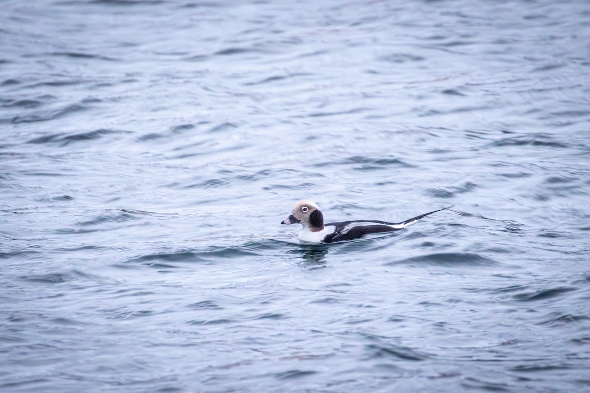 Long-tailed Duck - ML647287863