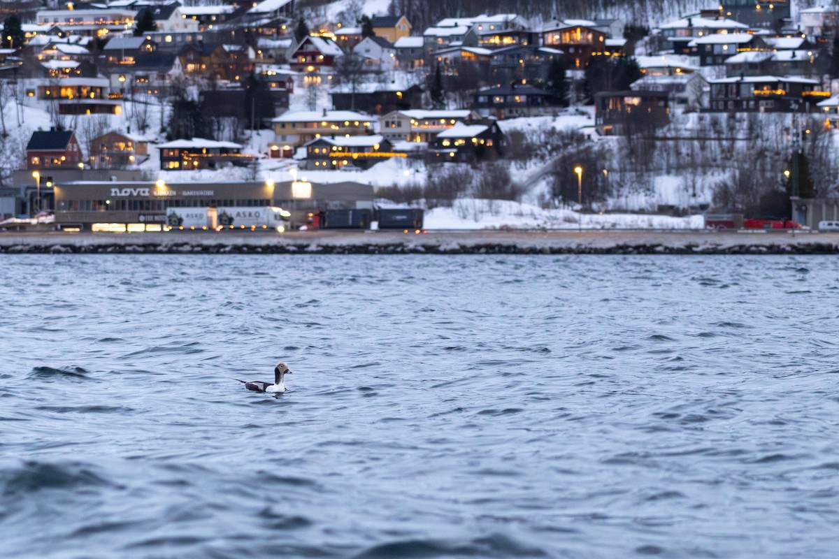 Long-tailed Duck - ML647287886
