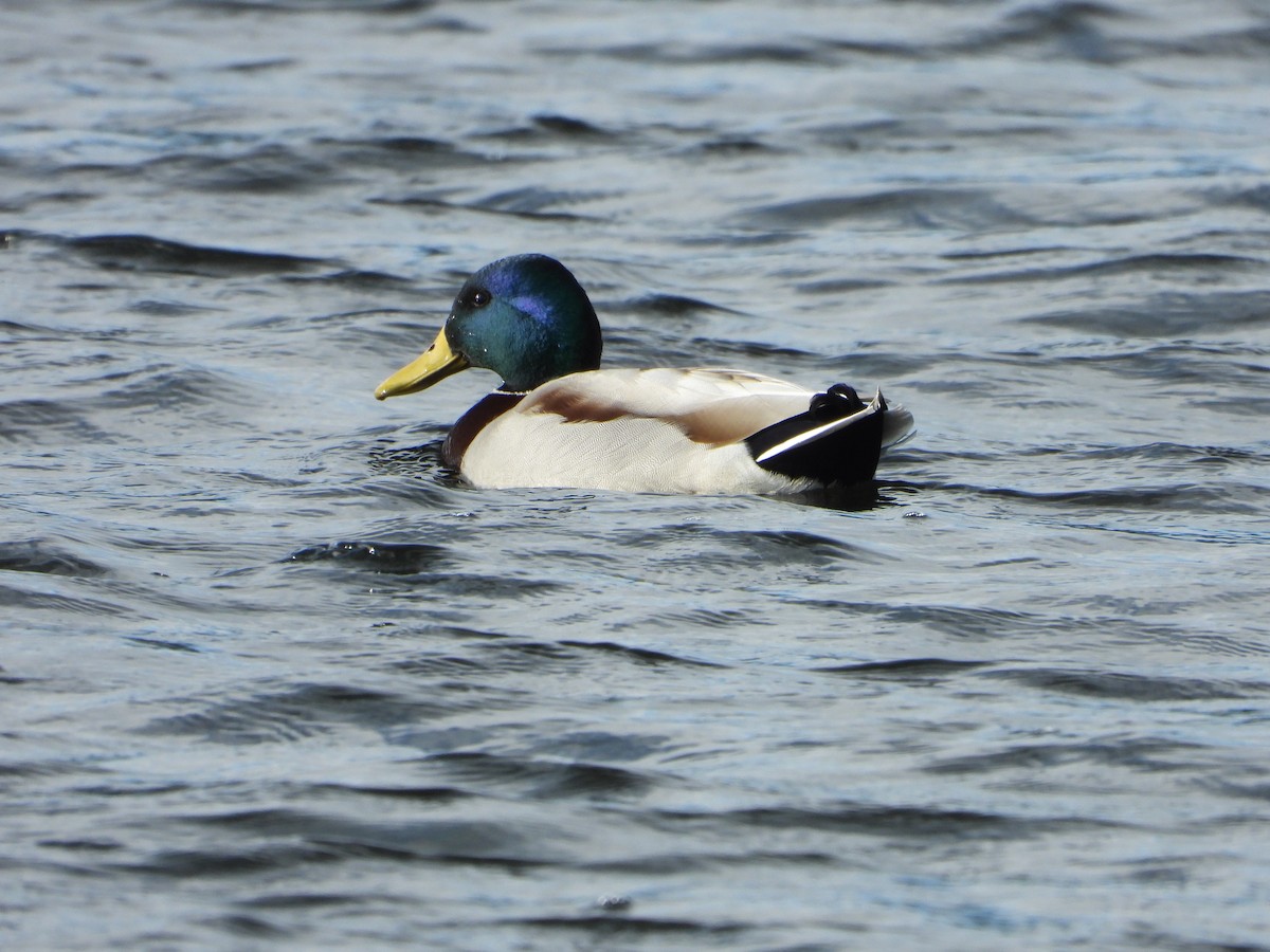 Mallard - ML647287889