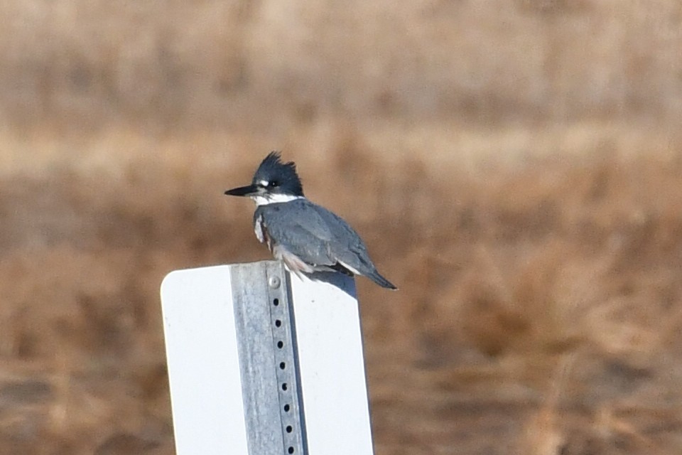 Kuşaklı Yalıçapkını - ML647287905