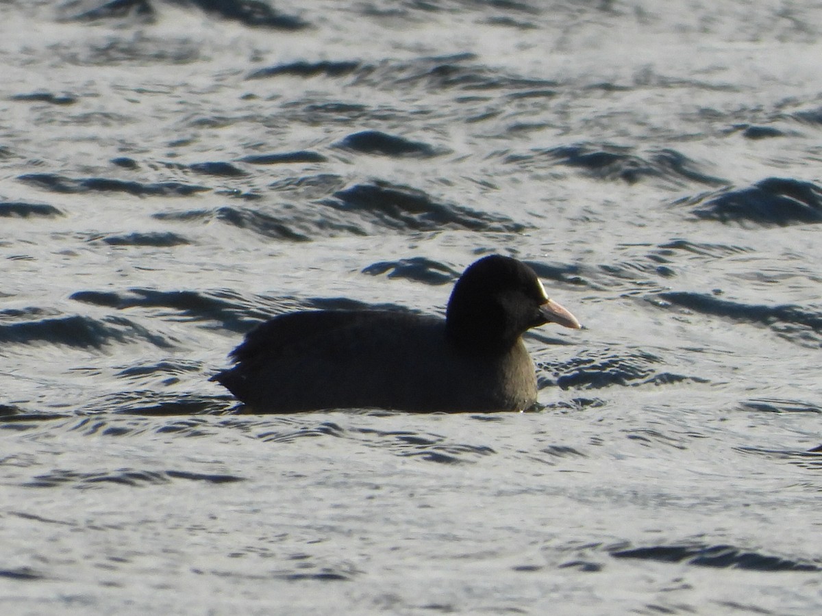 Eurasian Coot - ML647287907