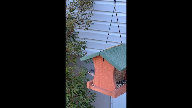 sýkora rezavoboká - ML647287909