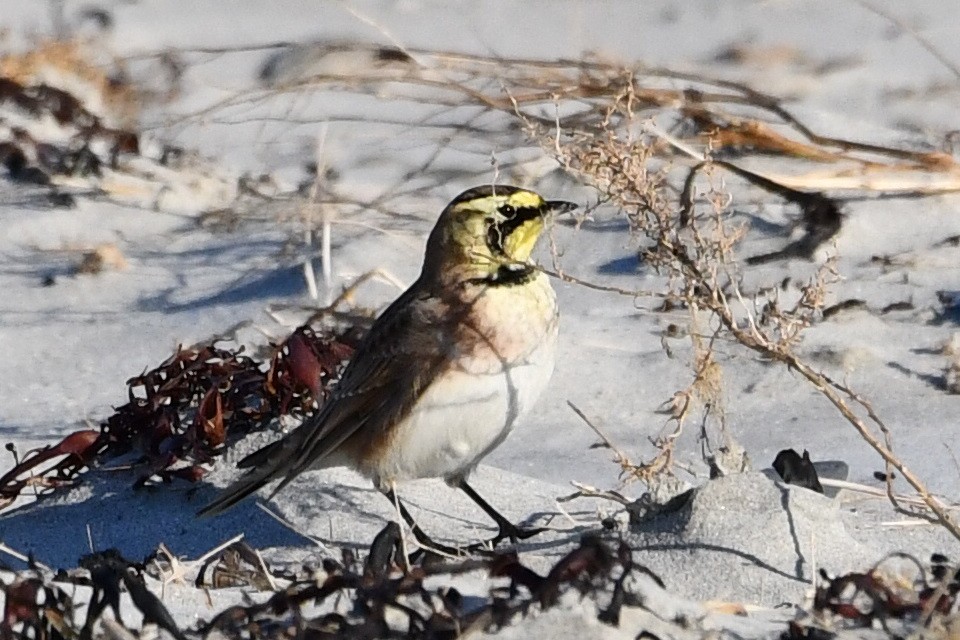 Kulaklı Toygar - ML647287915