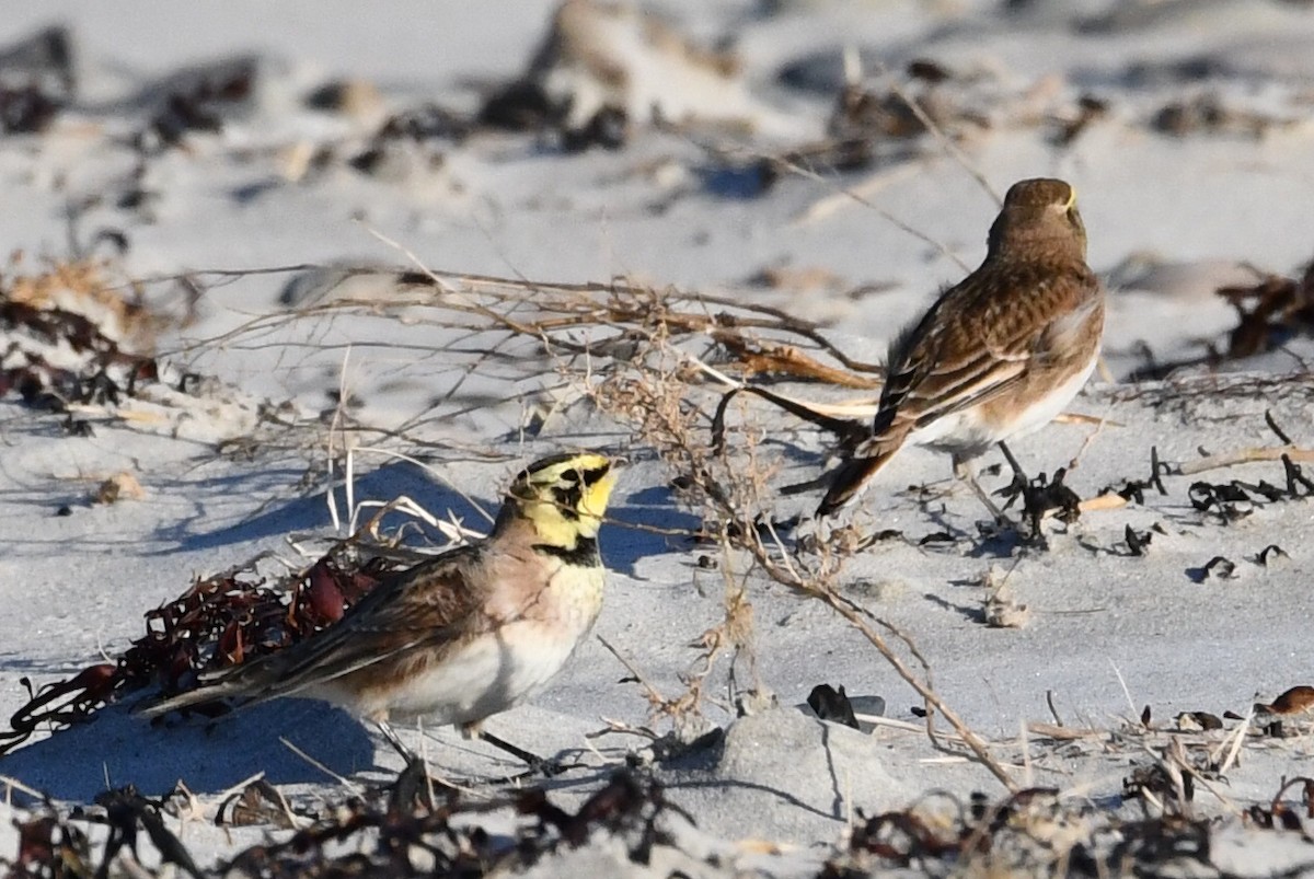 Kulaklı Toygar - ML647287916