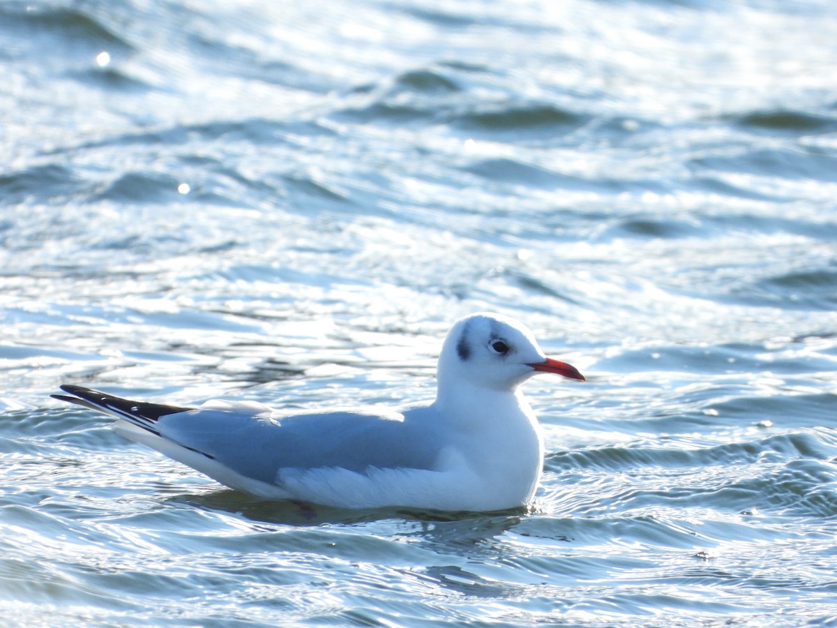 Black-headed Gull - ML647287917