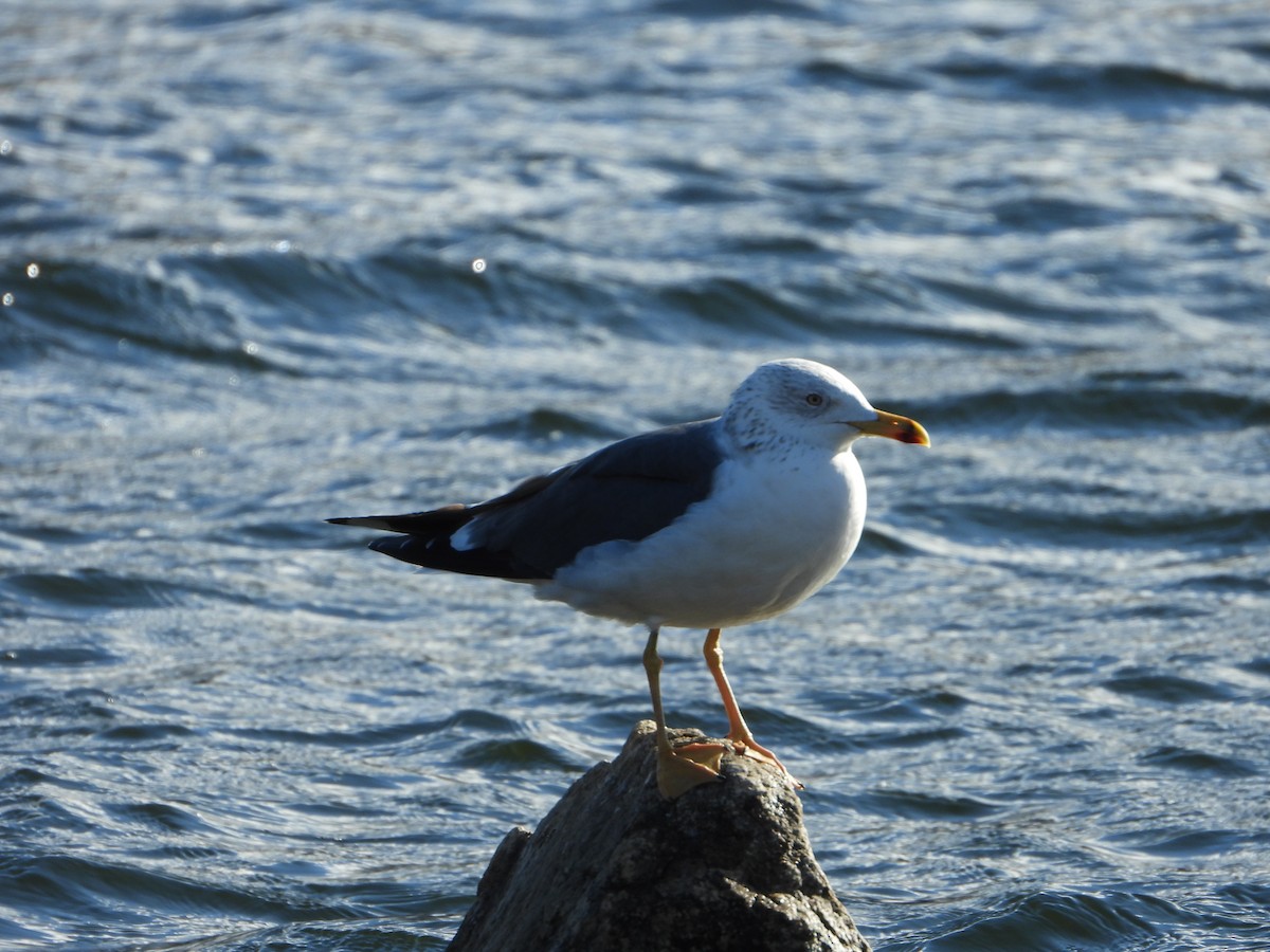 ニシセグロカモメ - ML647287927