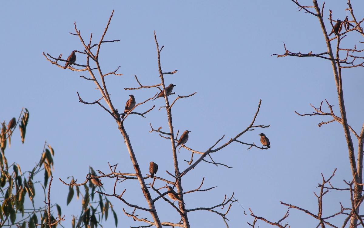 Black-throated Thrush - ML647287930