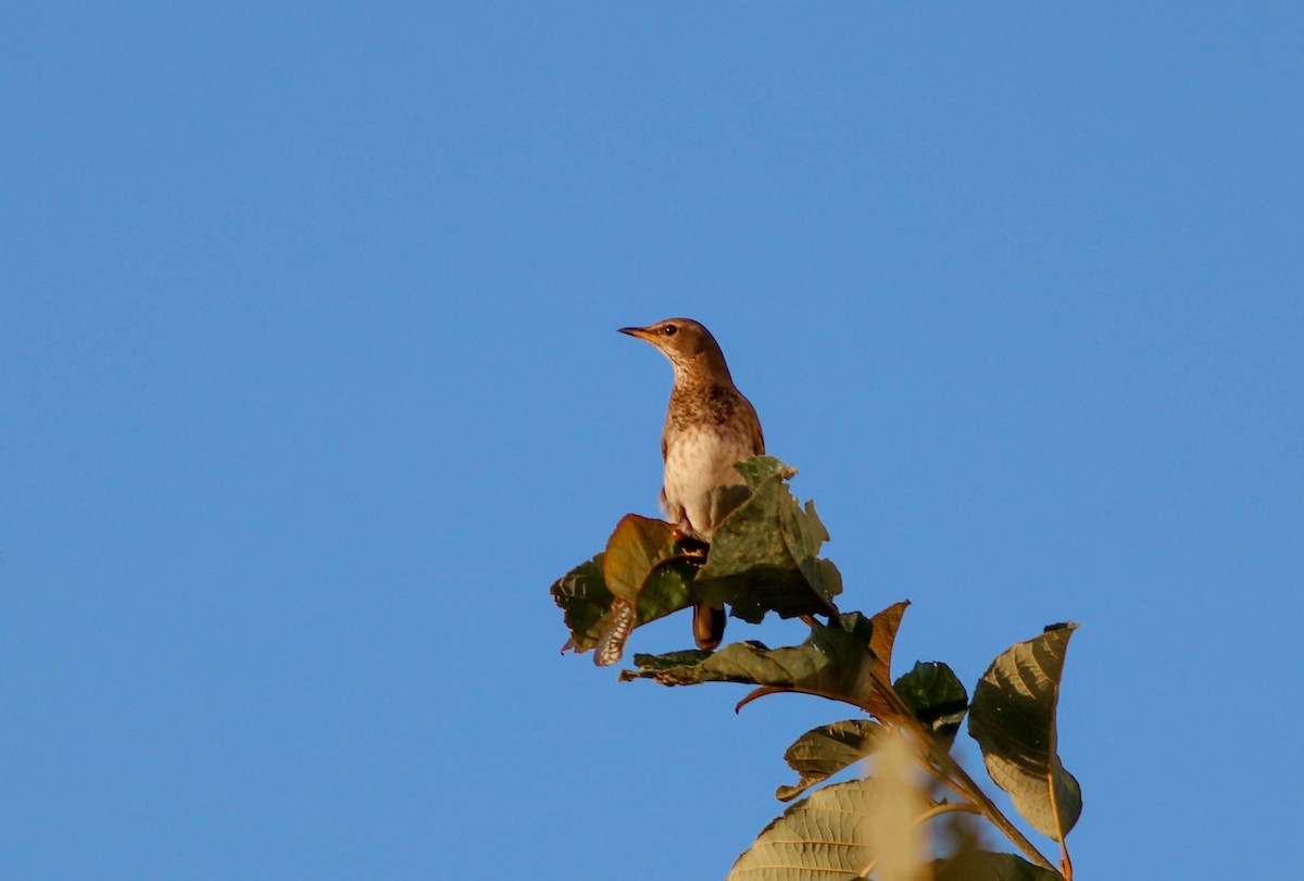 Black-throated Thrush - ML647287931