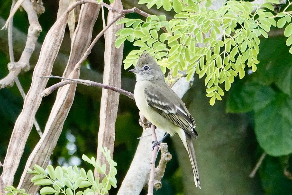 Yellow-bellied Elaenia - ML647287937
