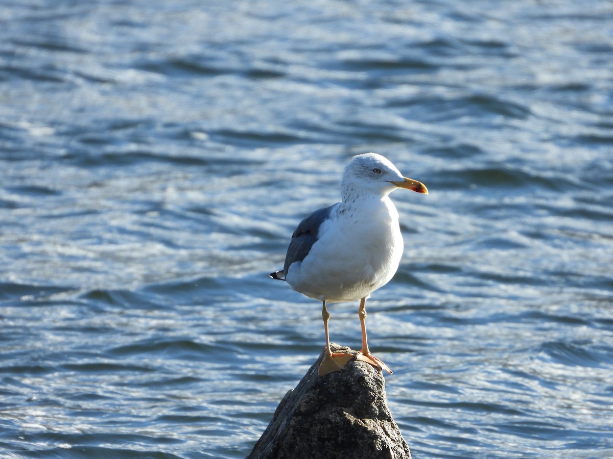 ニシセグロカモメ - ML647287939