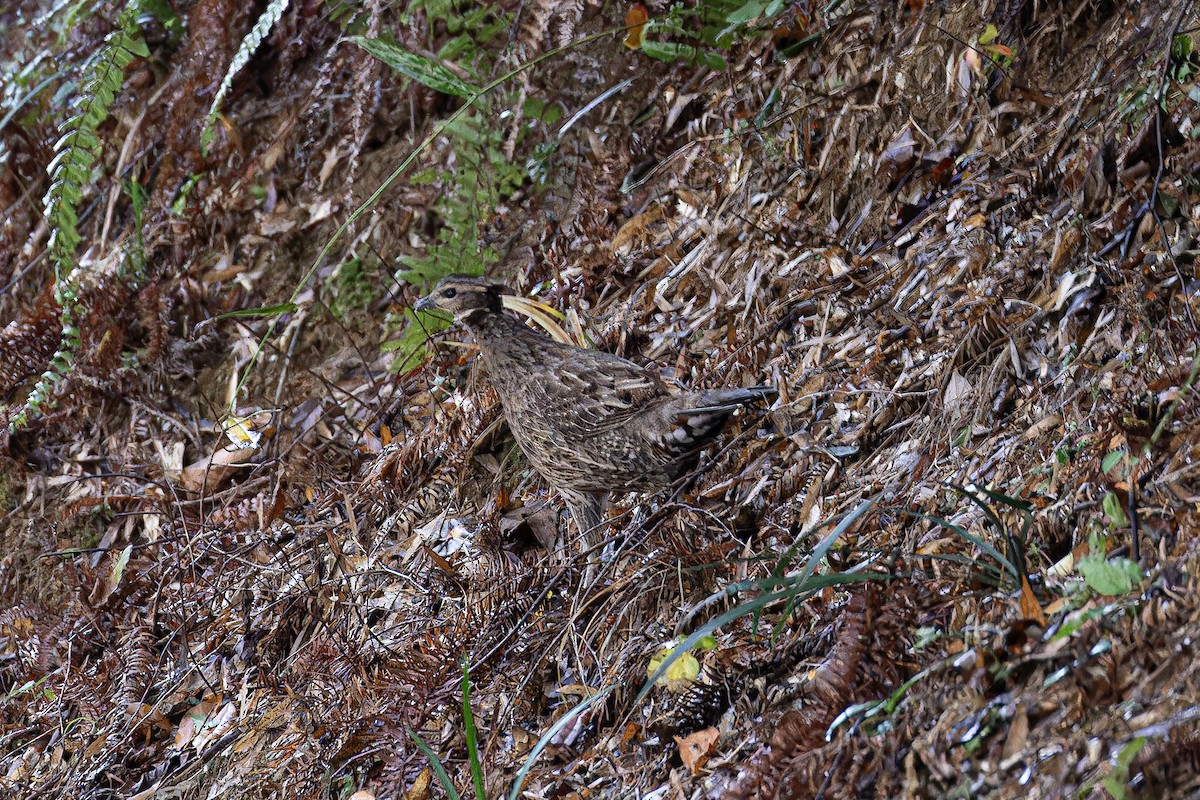 Koklass Pheasant - ML647287942